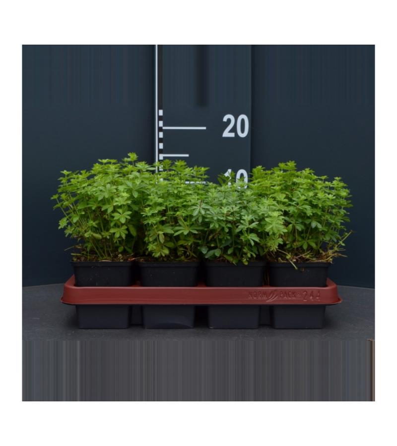 Lievevrouwebedstro (galium odoratum) bodembedekker