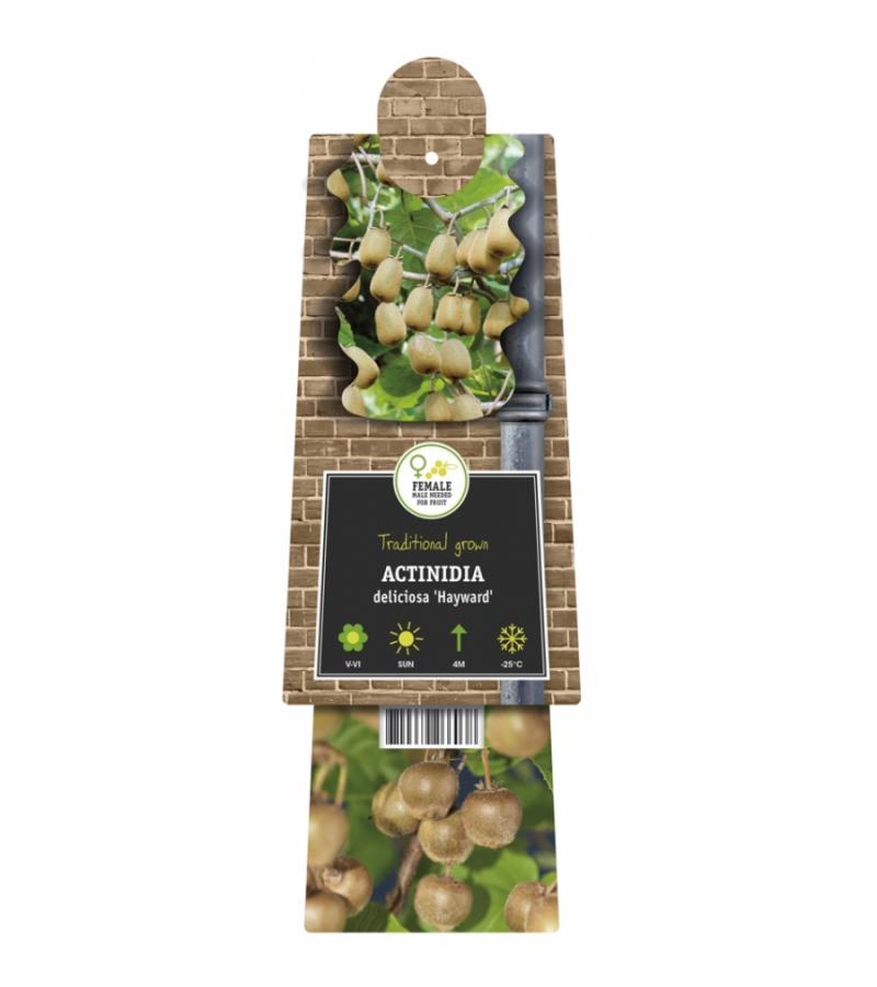 Kiwi (vrouwelijk) (Actinidia deliciosa "Hayward”) klimplant