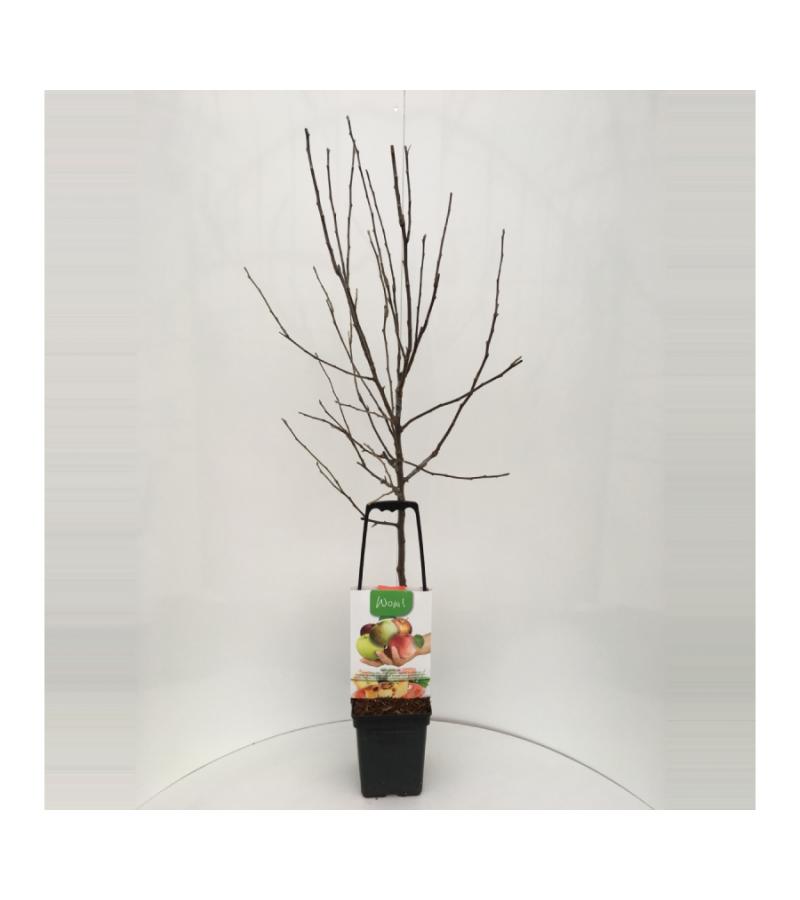 Appelboom mix (James Grieve/Elstar/Golden Delicious/Jonagold/Summer Red) fruitbomen