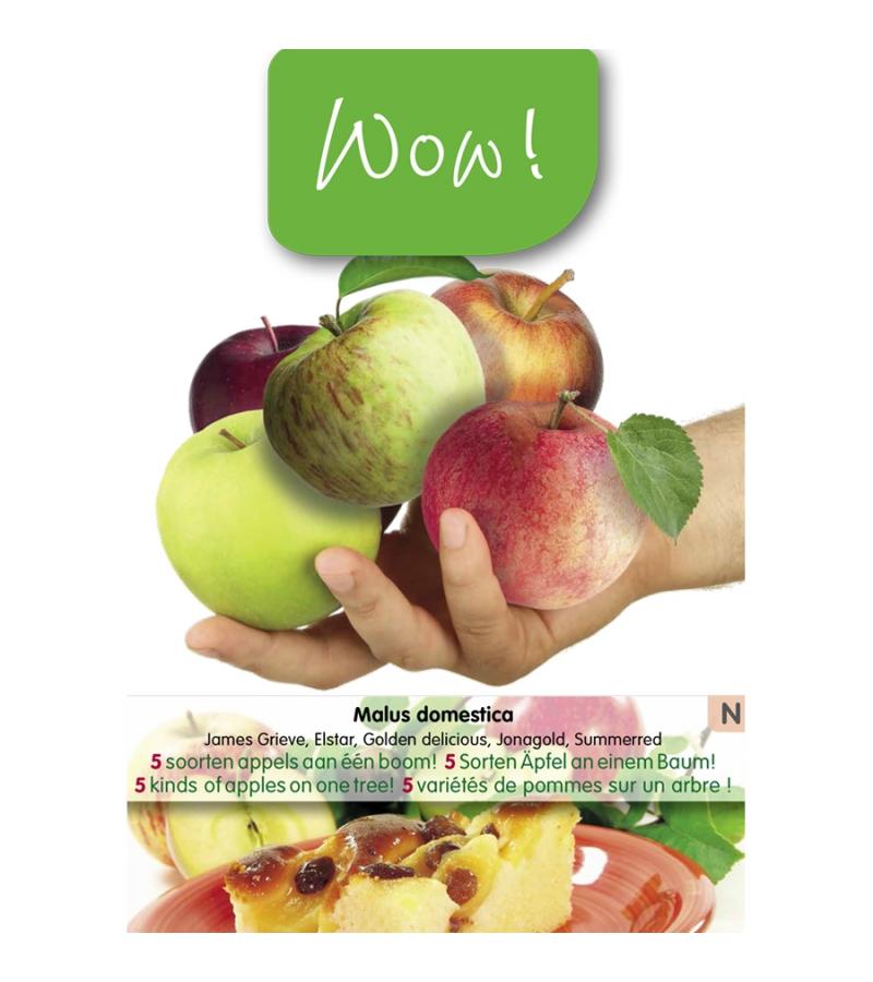 Appelboom mix (James Grieve/Elstar/Golden Delicious/Jonagold/Summer Red) fruitbomen