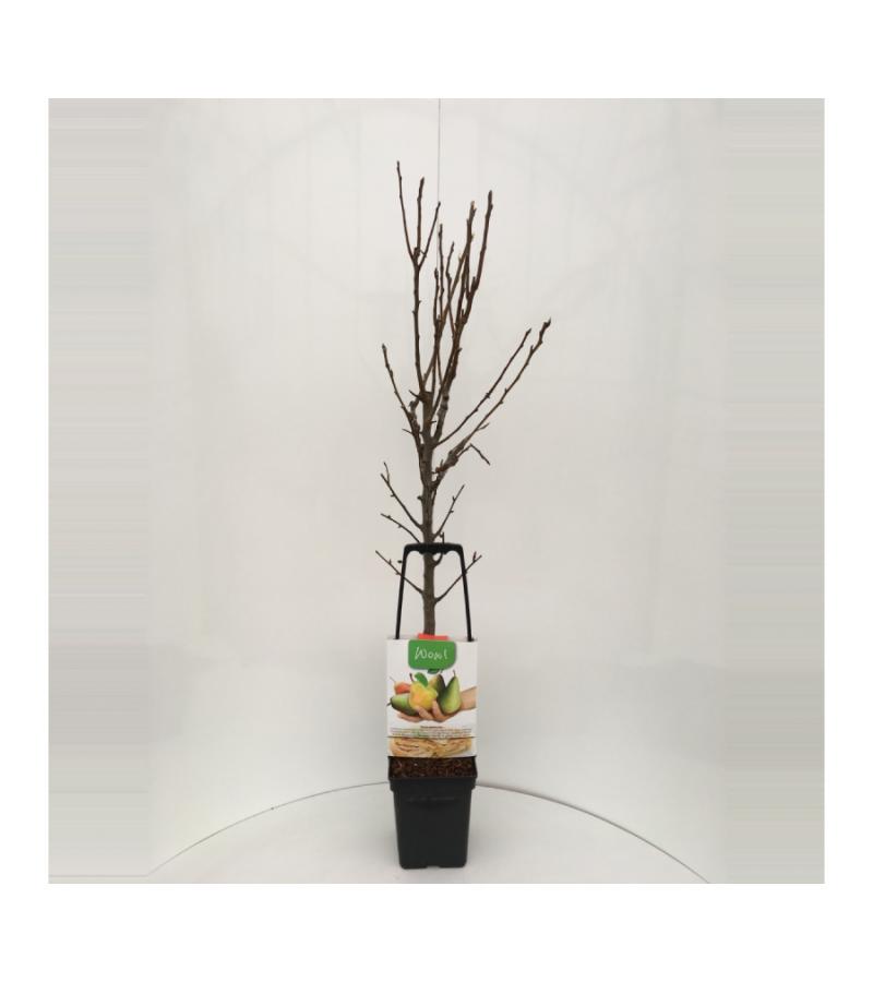 Perenboom mix – fruitbomen