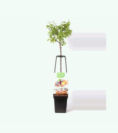 Pruimenboom mix – fruitbomen