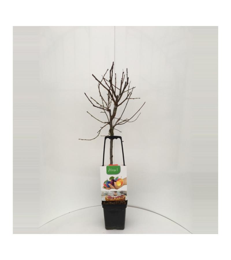Pruimenboom mix – fruitbomen
