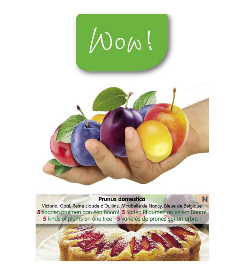 Pruimenboom mix – fruitbomen