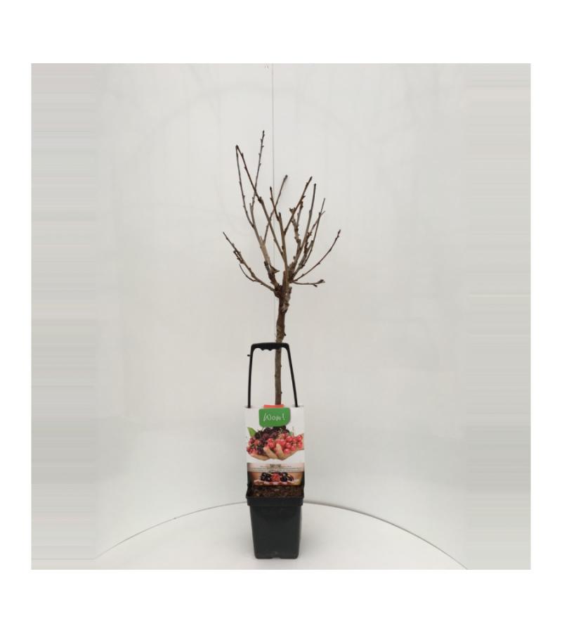 Kersenboom mix fruitbomen