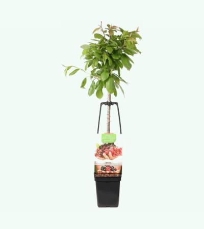Kersenboom mix fruitbomen