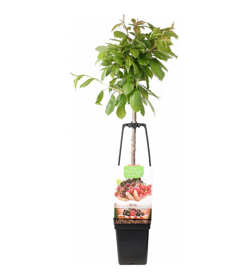 Kersenboom mix fruitbomen