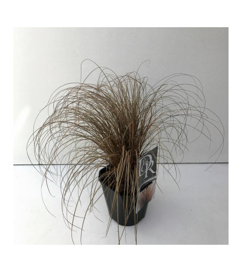 Zegge (Carex comans "Bronze Form") siergras