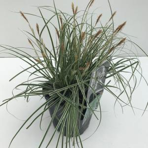 Zegge (Carex oshimensis Everest) siergras - In 2 liter pot - 1 stuks