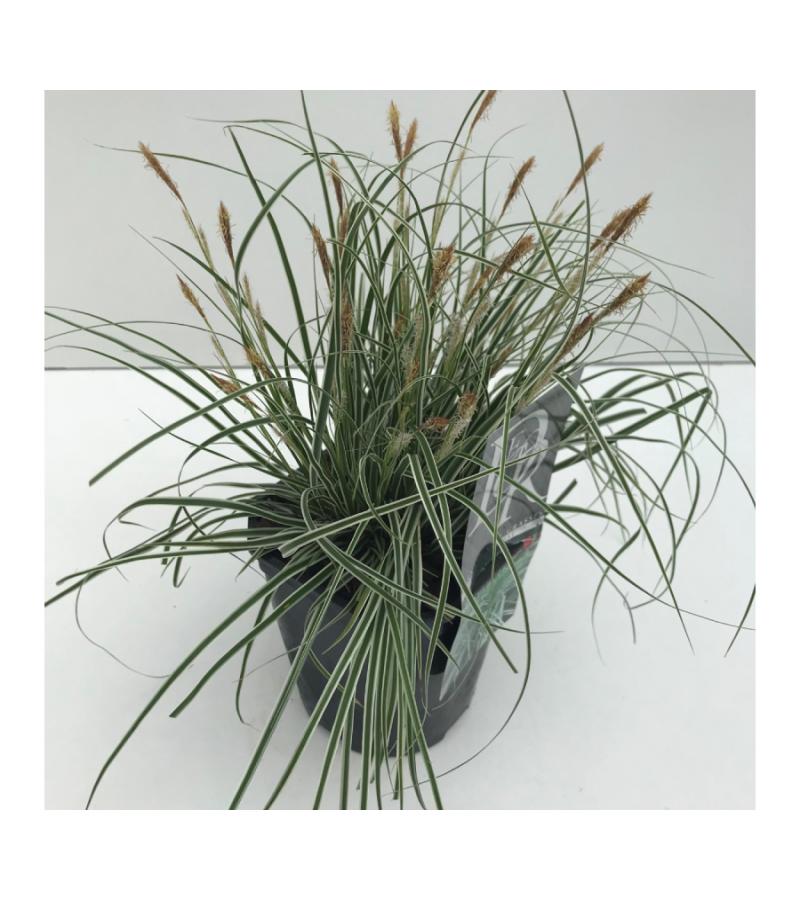 Zegge (Carex oshimensis "Everest") siergras