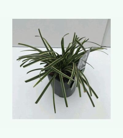 Zegge (Carex morrowii "Ice Dance") siergras