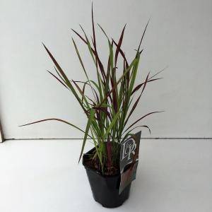 Japans bloedgras (Imperata cylindrica Red Baron) siergras