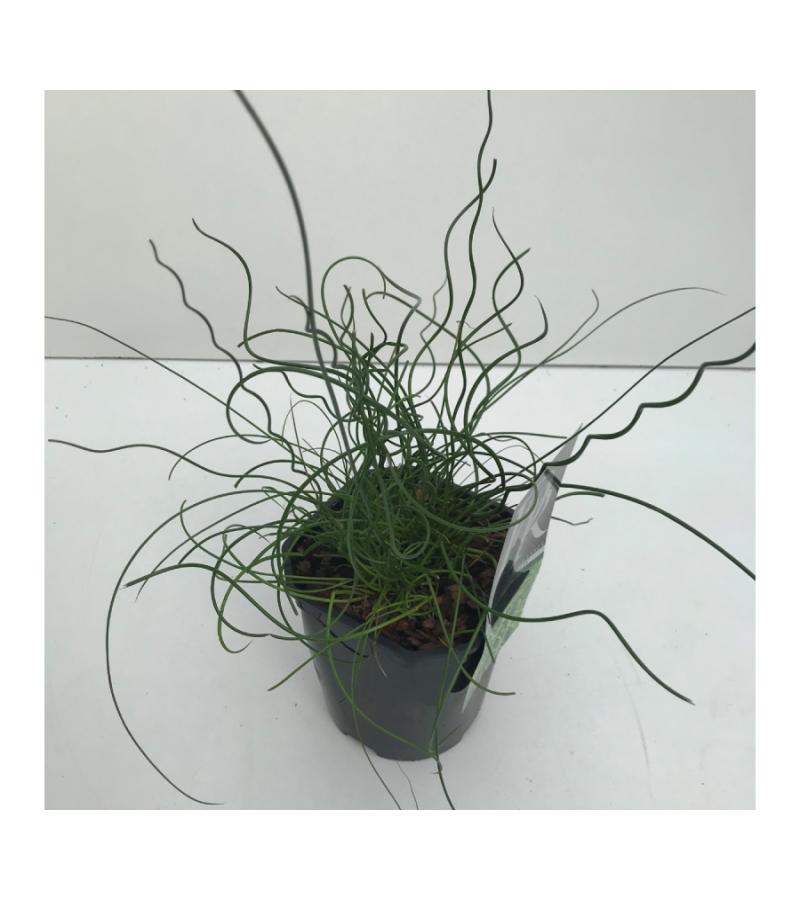 Krulpitrus (Juncus effusus "Spiralis") siergras