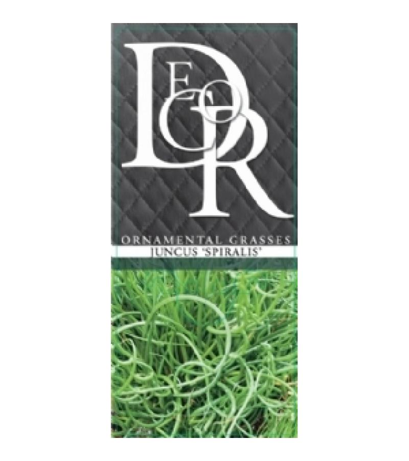 Krulpitrus (Juncus effusus "Spiralis") siergras