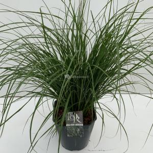 Lampenpoetsersgras (Pennisetum alopecuroides Hameln) siergras - In 5 liter pot - 1 stuks