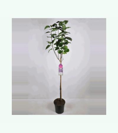 Sering op stam 85 cm (syringa vulgaris "Sensation") 