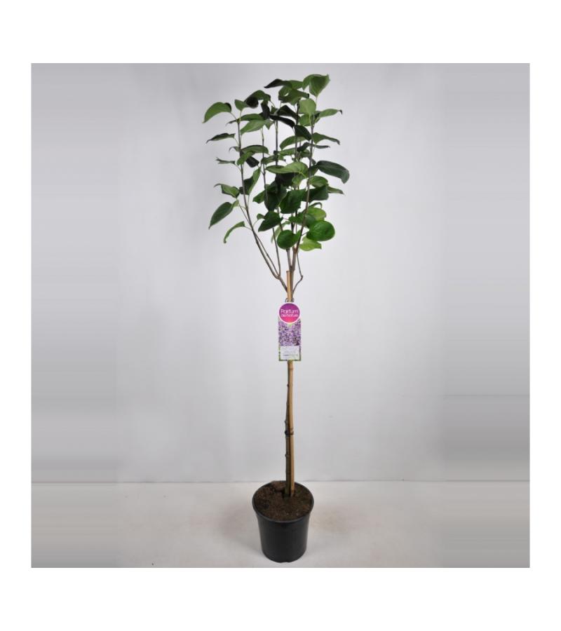 Sering op stam 85 cm (syringa vulgaris "Sensation") 