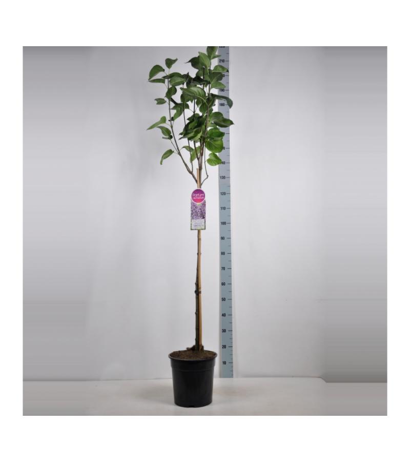 Sering op stam 85 cm (syringa vulgaris "Sensation") 