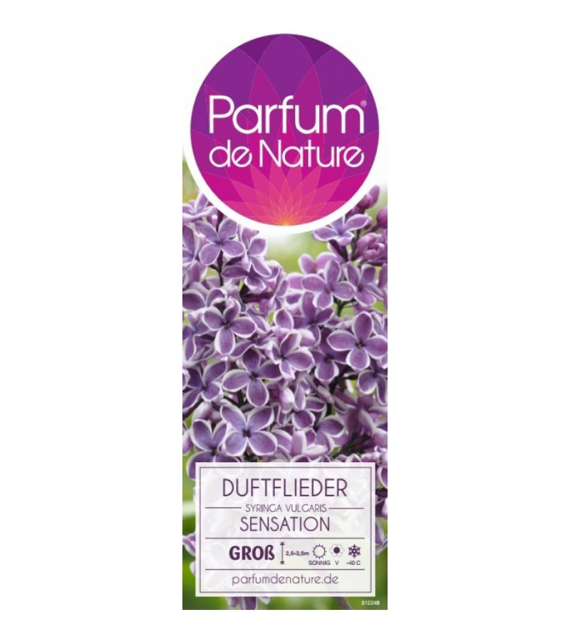 Sering op stam 85 cm (syringa vulgaris "Sensation") 