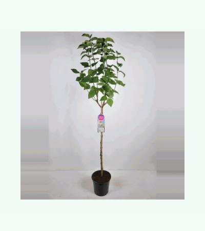 Sering op stam 85 cm (syringa vulgaris "Souv. d'Alice Harding")