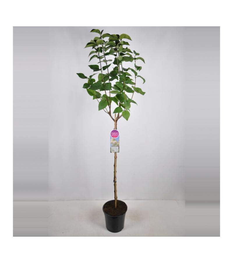 Sering op stam 85 cm (syringa vulgaris "Souv. d'Alice Harding")