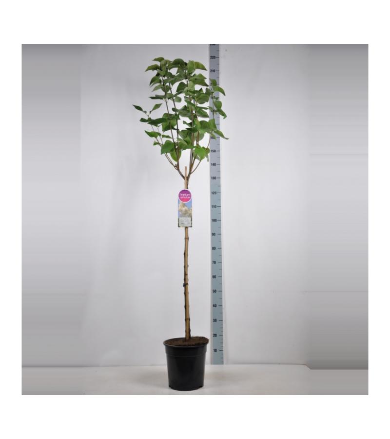 Sering op stam 85 cm (syringa vulgaris "Souv. d'Alice Harding")