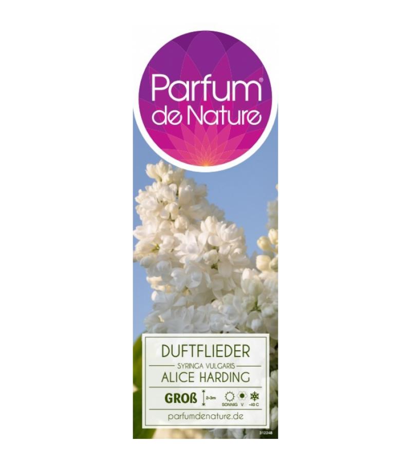 Sering op stam 85 cm (syringa vulgaris "Souv. d'Alice Harding")