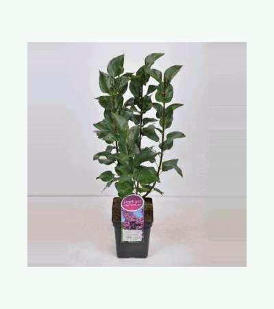 Sering (syringa vulgaris "Ludwig Späth") 