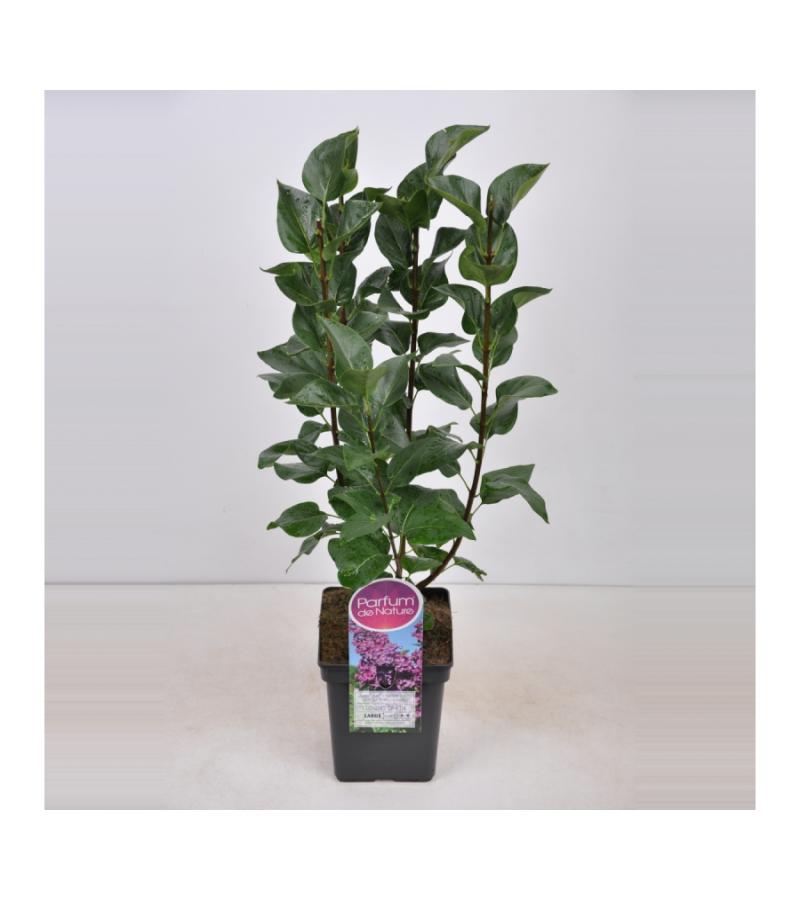 Sering (syringa vulgaris "Ludwig Späth") 