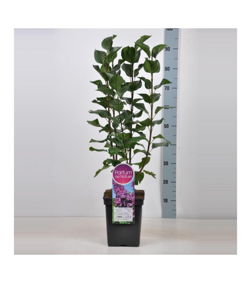 Sering (syringa vulgaris "Ludwig Späth") 