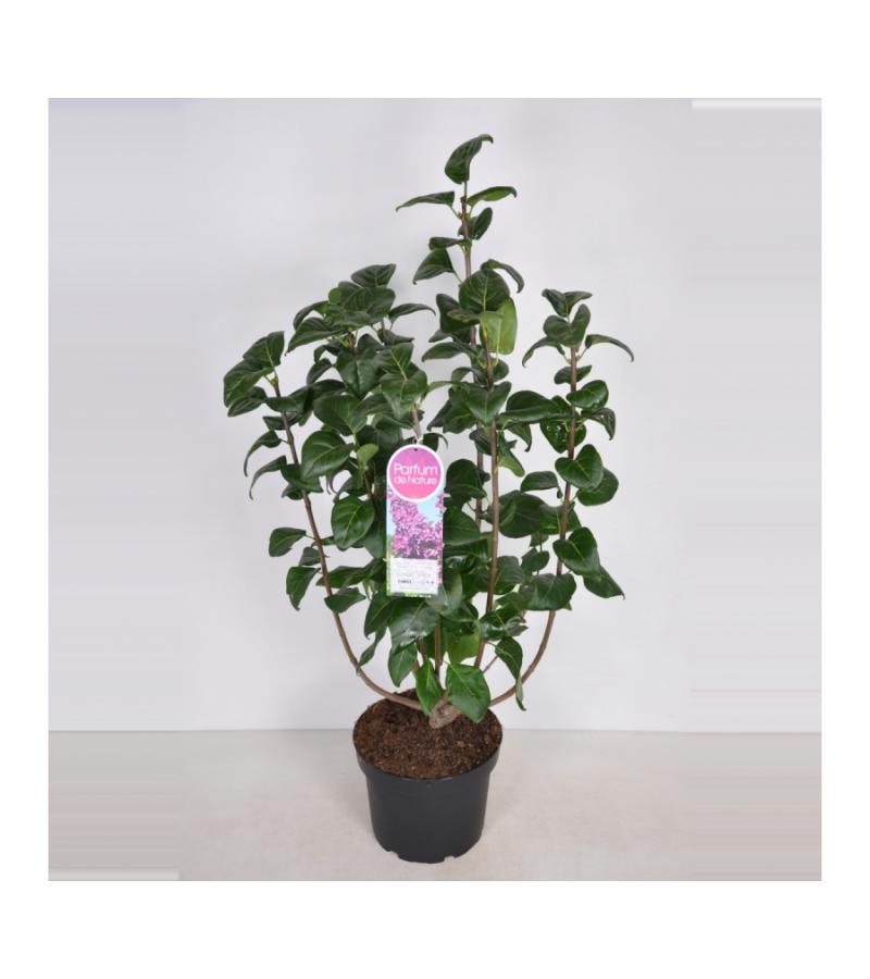 Sering (syringa vulgaris "Ludwig Späth") 