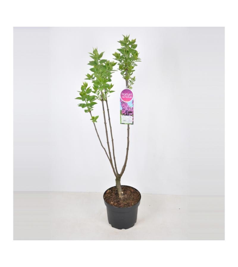 Sering (syringa vulgaris "Ludwig Späth") 