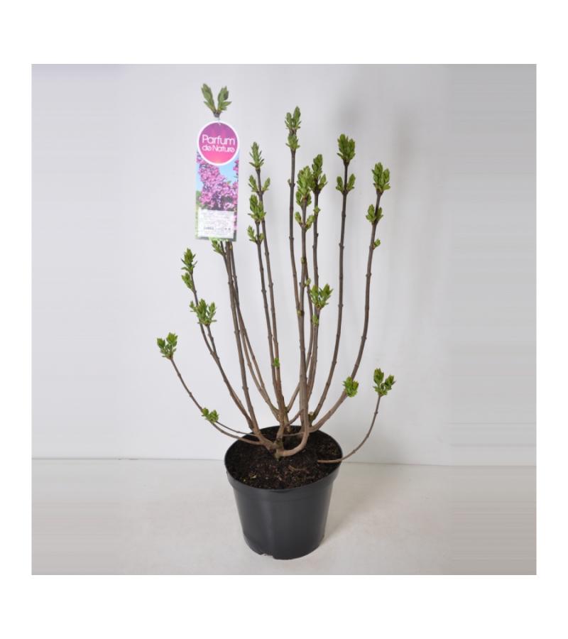 Sering (syringa vulgaris "Ludwig Späth") 