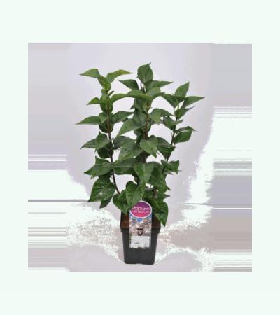 Sering (syringa vulgaris "Beauty of Moscow") 