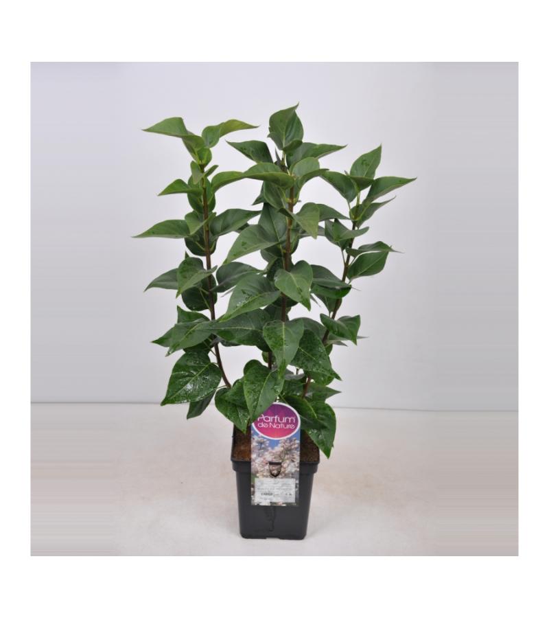 Sering (syringa vulgaris "Beauty of Moscow") 