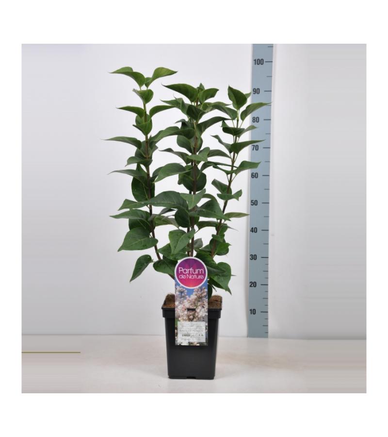 Sering (syringa vulgaris "Beauty of Moscow") 