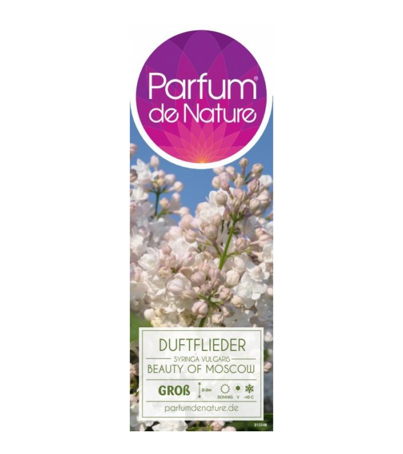 Sering (syringa vulgaris "Beauty of Moscow") 