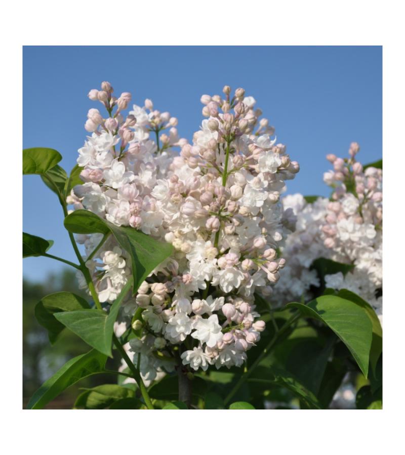 Sering (syringa vulgaris "Beauty of Moscow") 