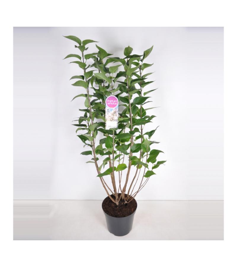 Sering (syringa vulgaris "Beauty of Moscow") 