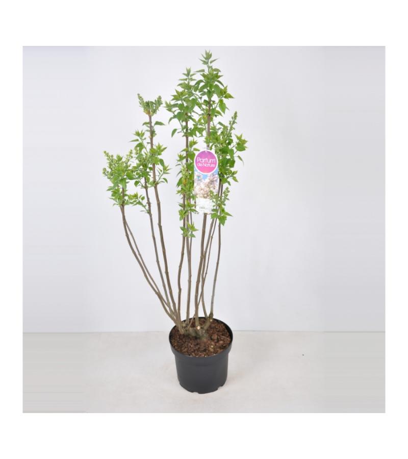 Sering (syringa vulgaris "Beauty of Moscow") 