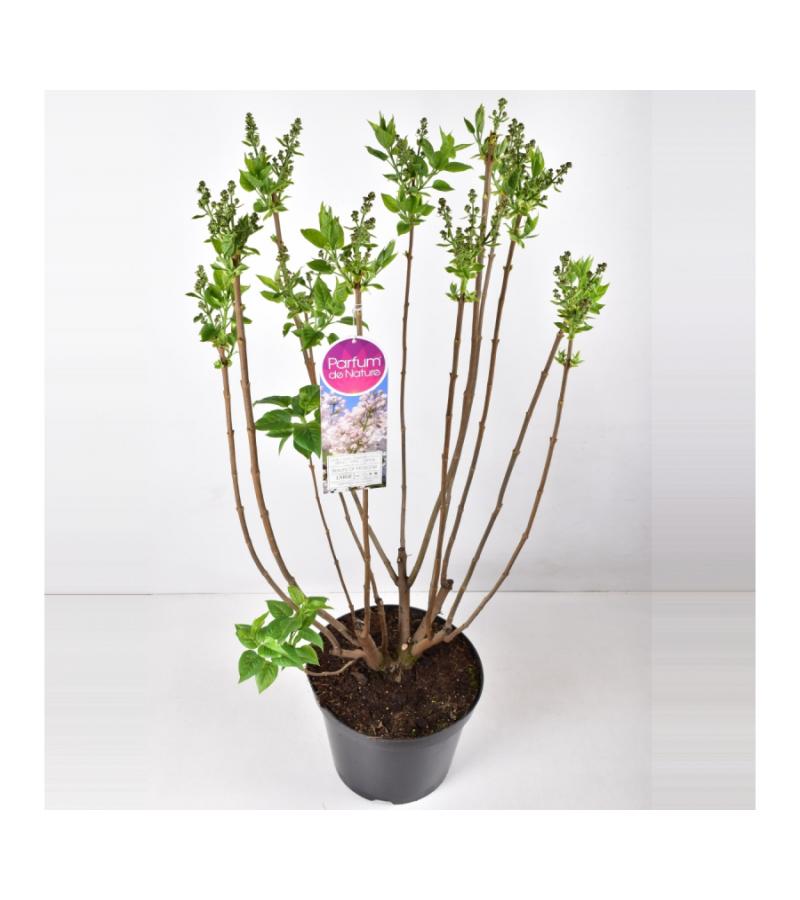 Sering (syringa vulgaris "Beauty of Moscow") 