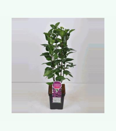 Sering (syringa vulgaris "Charles Joly")