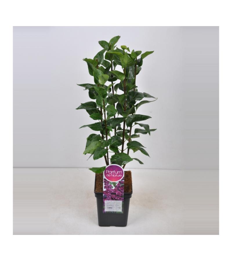 Sering (syringa vulgaris "Charles Joly")