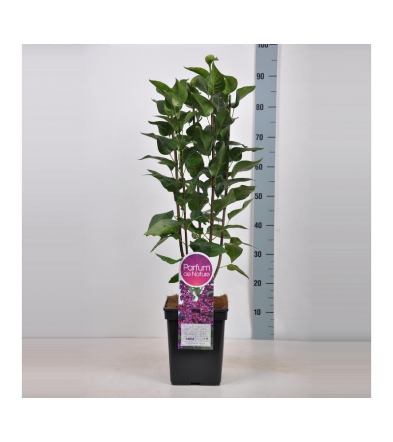 Sering (syringa vulgaris "Charles Joly")