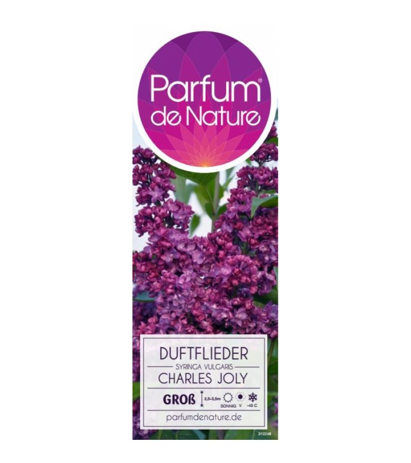 Sering (syringa vulgaris "Charles Joly")
