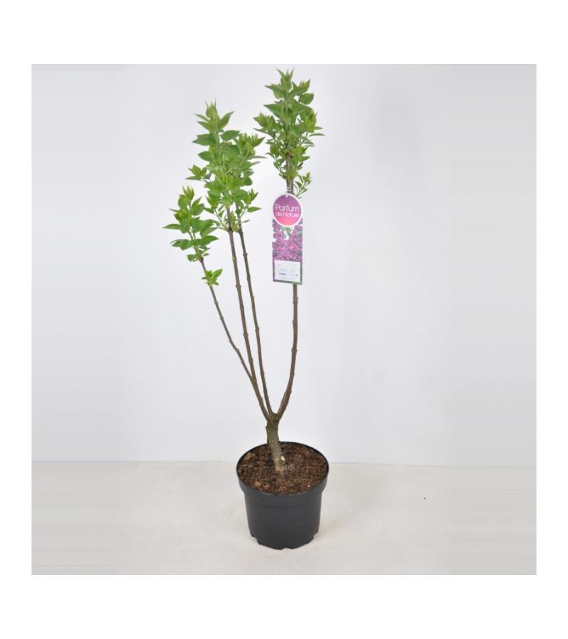 Sering (syringa vulgaris "Charles Joly")