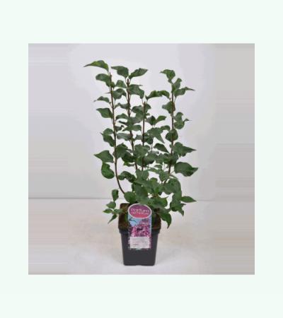 Sering (syringa vulgaris hyacinthflora "Esther Staley") 