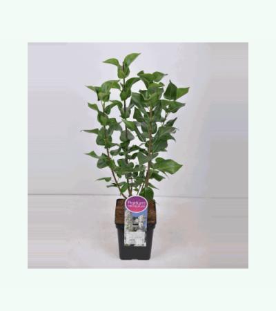 Sering (syringa vulgaris "Mme Lemoine")