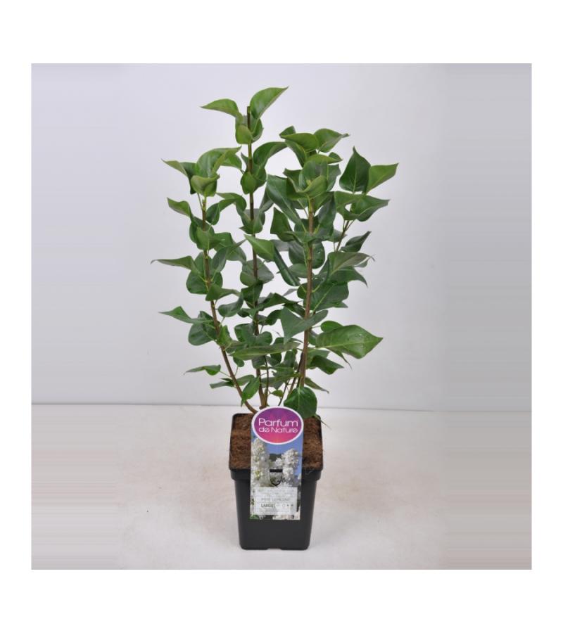 Sering (syringa vulgaris "Mme Lemoine")