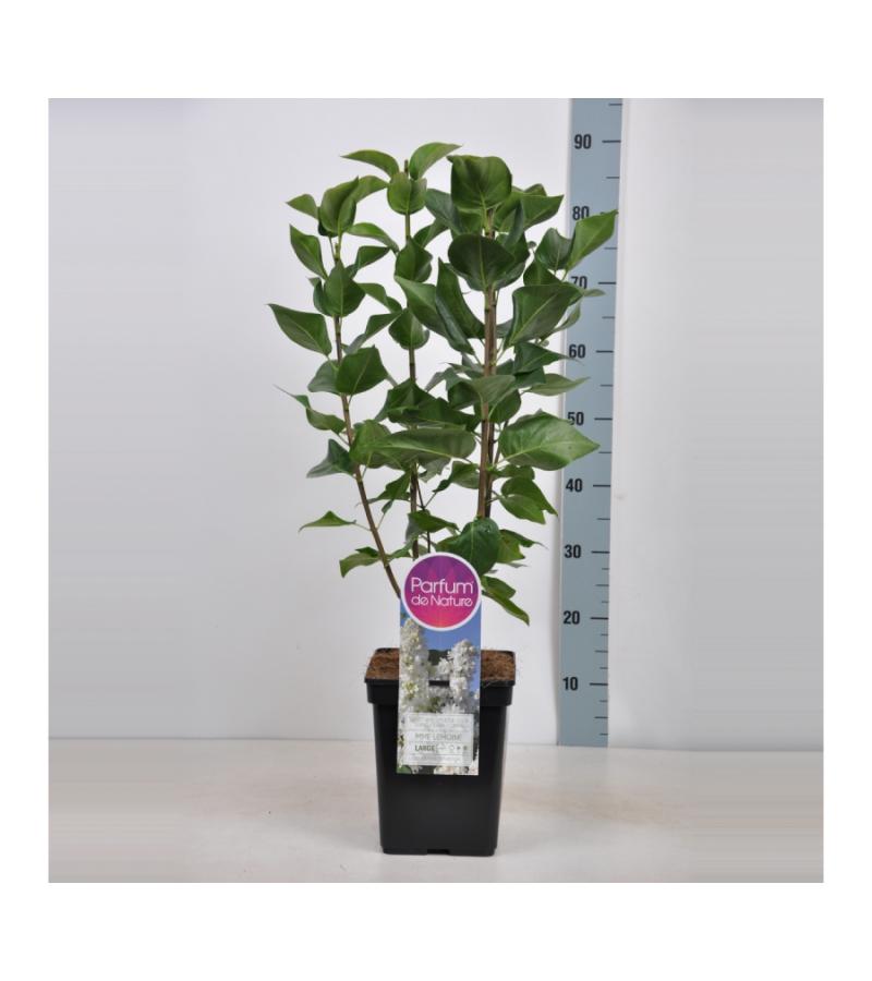 Sering (syringa vulgaris "Mme Lemoine")